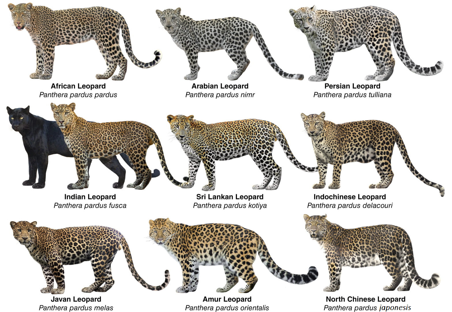 The nine subspecies of leopard. Originally taken from Castelló, José R.. Felids and Hyenas of the World: Wildcats, Panthers, Lynx, Pumas, Ocelots, Caracals, and Relatives, Princeton: Princeton University Press, 2020. https://doi.org/10.1515/9780691211862