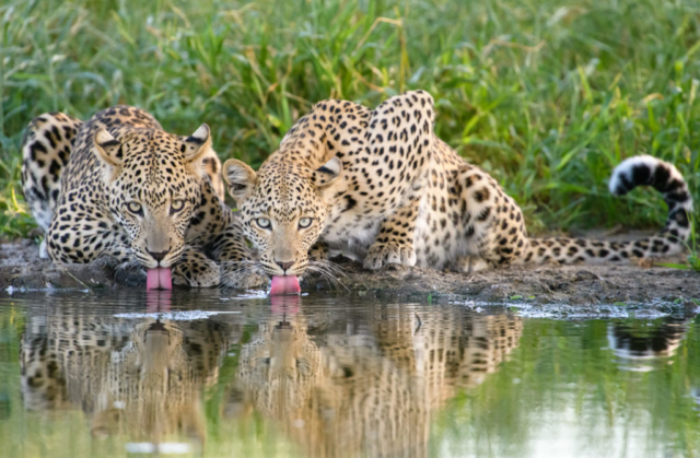 Image by Margot Raggett