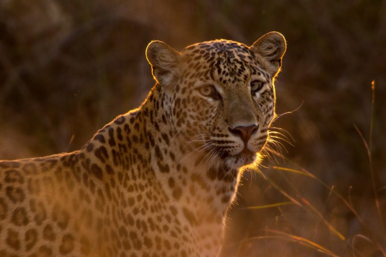 Raopard Home - International Leopard Day