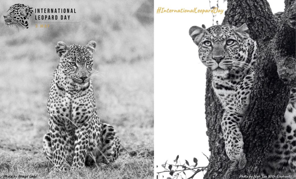 ILD Poster black and white leopard images