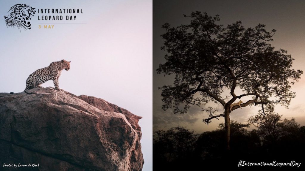 ILD Poster profound leopard images on a mountain top and in a tree