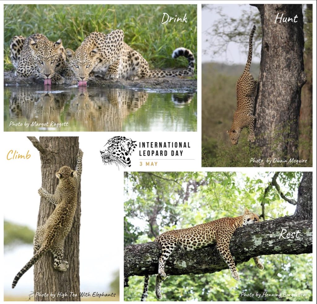 ILD Poster leopards in action: drinking, hunting, resting, climbing