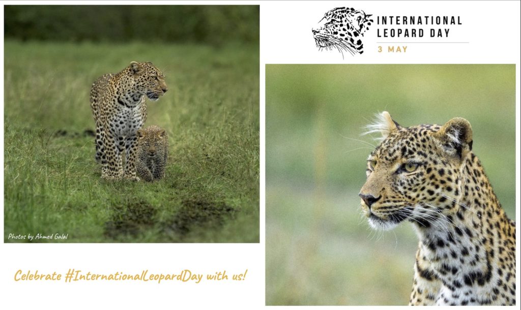 ILD Poster leopard mother with cub and alert