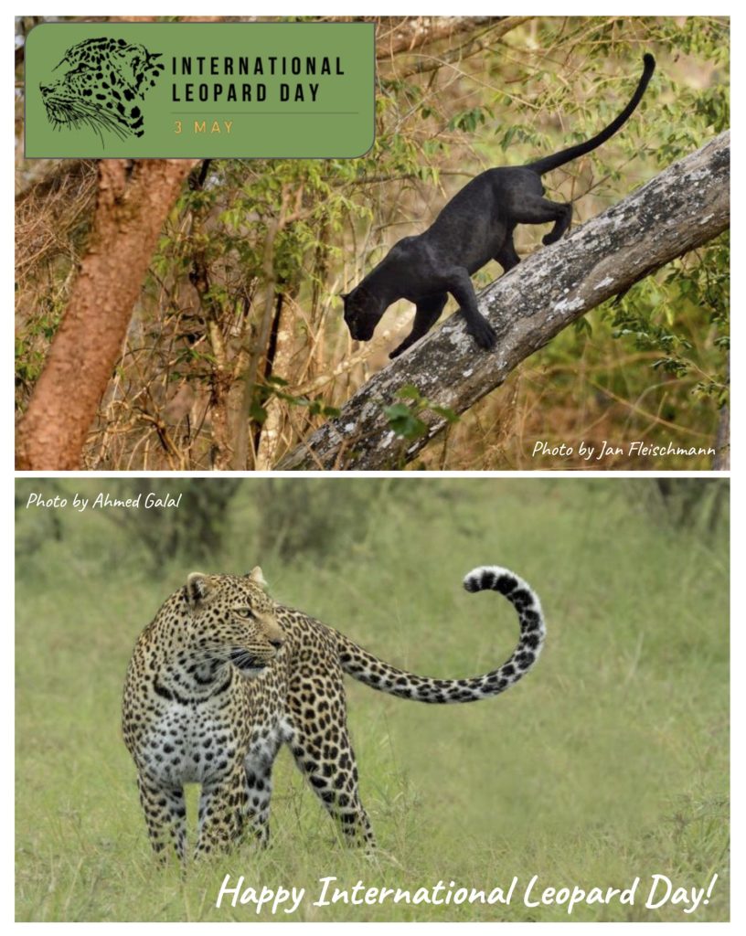 ILD Poster melanistic and typical leopard appearances