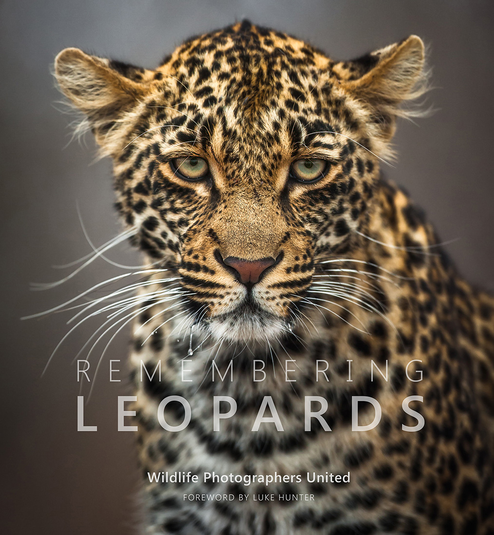 Image by Mark Dumbleton for the Remembering Leopards book cover
